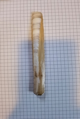 Ensis minor