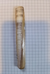 Ensis minor