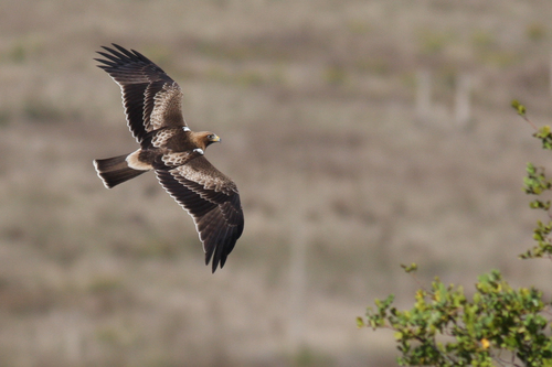 Booted Eagle