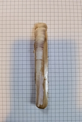 Ensis minor
