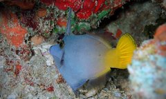 Pervagor aspricaudus