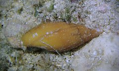 Mitridae