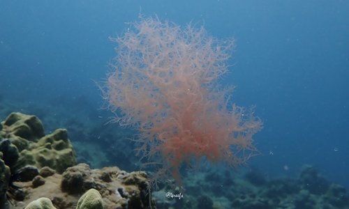 Acrosymphyton taylorii observed 2022-02-12