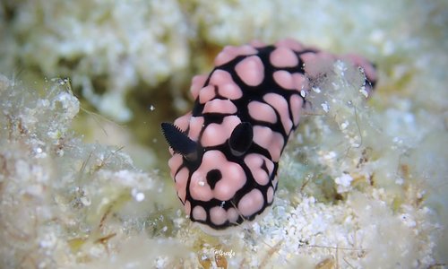 Pustulose Wart Slug