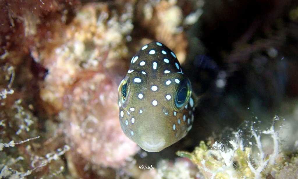 Hawaiian whitespotted toby (Canthigaster jactator) — Tetraodontidae