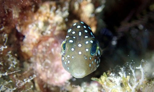 Hawaiian whitespotted toby (Canthigaster jactator) — Tetraodontidae