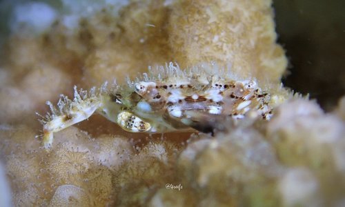 Domecia hispida, 2022-02-12