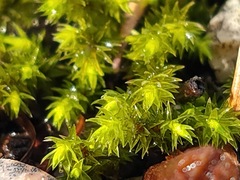 Bryophyta