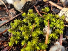 Bryophyta
