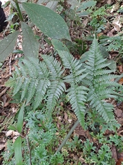 Dryopteris sordidipes