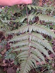 Dryopteris sordidipes