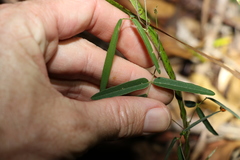 Galactia tenuiflora