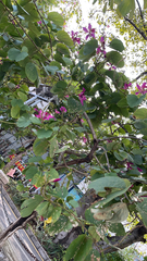 Bauhinia × blakeana