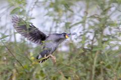 Paragallinula angulata