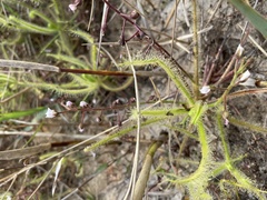 Drosera finlaysoniana