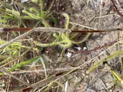 Drosera finlaysoniana