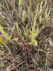 Drosera finlaysoniana
