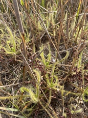 Drosera finlaysoniana