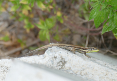 Phoenicolacerta troodica