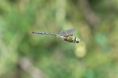 Anax gibbosulus