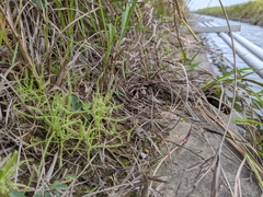 Drosera finlaysoniana