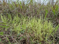 Drosera finlaysoniana
