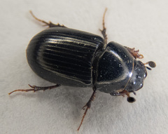 Agoliinus