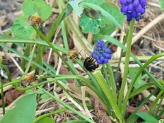 Anthophora plumipes