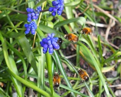 Anthophora plumipes
