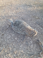 Chlamydotis macqueenii