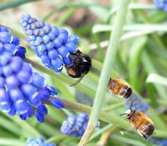 Anthophora plumipes