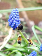 Anthophora plumipes