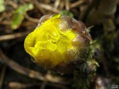 Adonis vernalis
