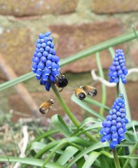 Anthophora plumipes