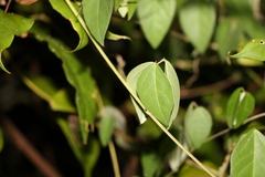 Macrotyloma axillare axillare
