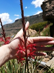 Watsonia gladioloides