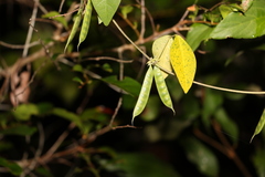 Macrotyloma axillare axillare
