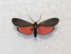 Lycomorpha splendens