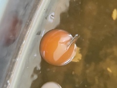 Staphylococcus aureus