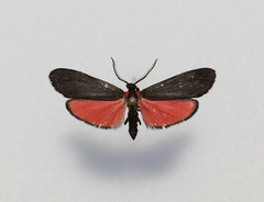 Lycomorpha splendens