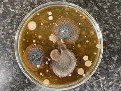 Staphylococcus aureus