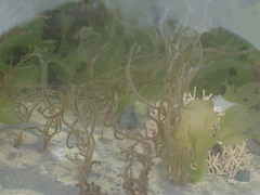 Papenfussiella lutea