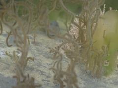 Papenfussiella lutea