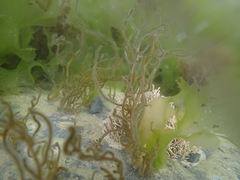 Papenfussiella lutea