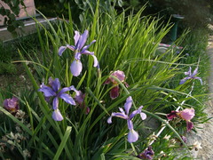Iris notha
