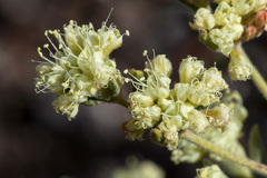Eriogonum jamesii