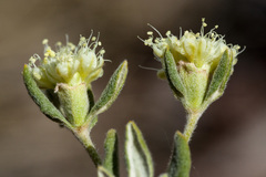 Eriogonum jamesii