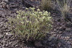 Eriogonum jamesii