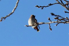 Bombycilla garrulus garrulus