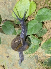 Macrochlamys superlita